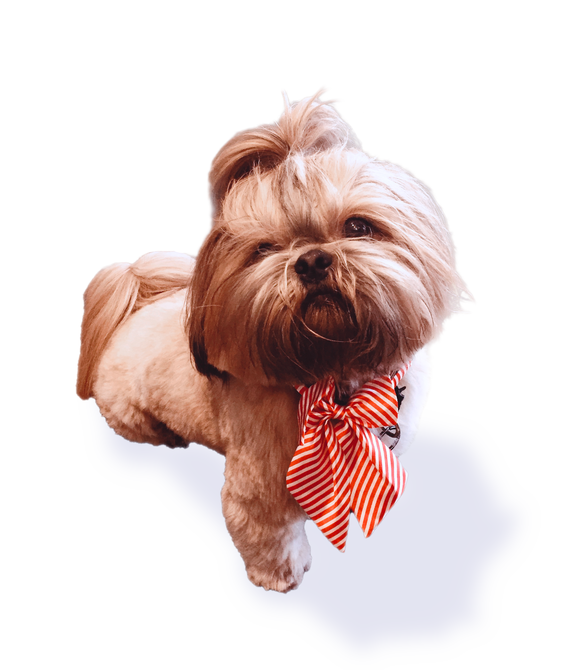 Dog with bowtie